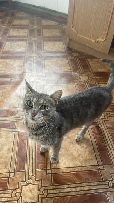 Шукаємо дім Стерилізована кішка