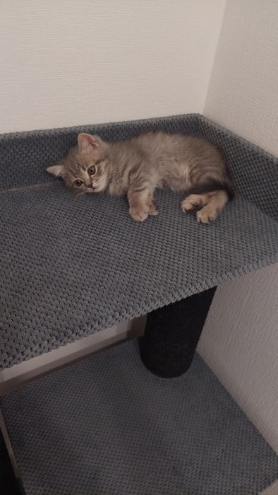 Шотландські кошенята, хлопчик