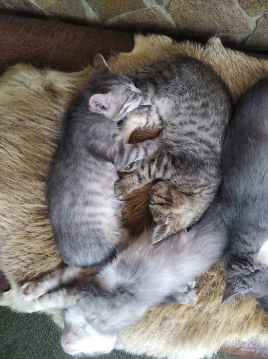 Гарненькі кошенята. Віддам даром