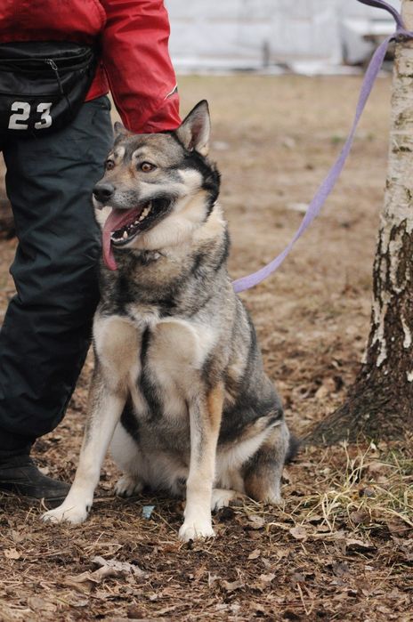 Волкособ.Настоящая собака для настоящего хозяина