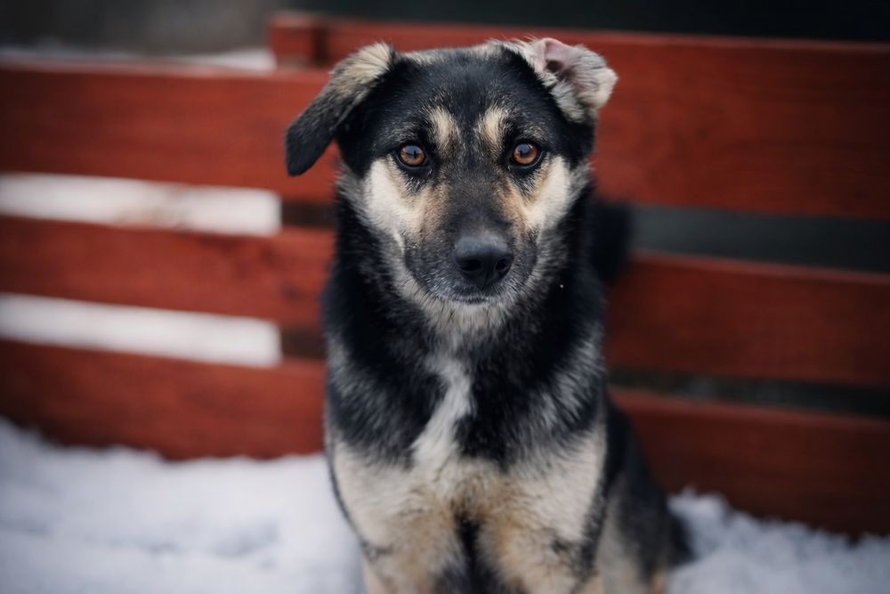 Mamba czeka na wspaniały domek