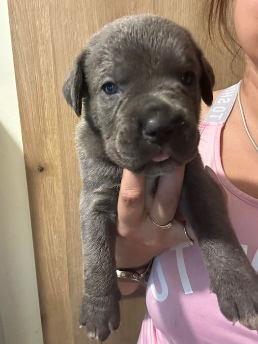 Niebieski Szczeniak Cane Corso szczeniaczek mocni rodzice, rodowód