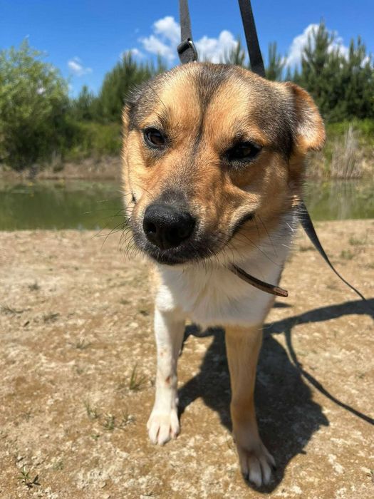 Parys- piękny i młody psiak szuka swojego domu