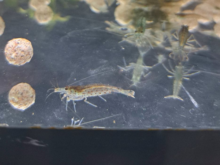 Акваріумна креветка - власного розведення!