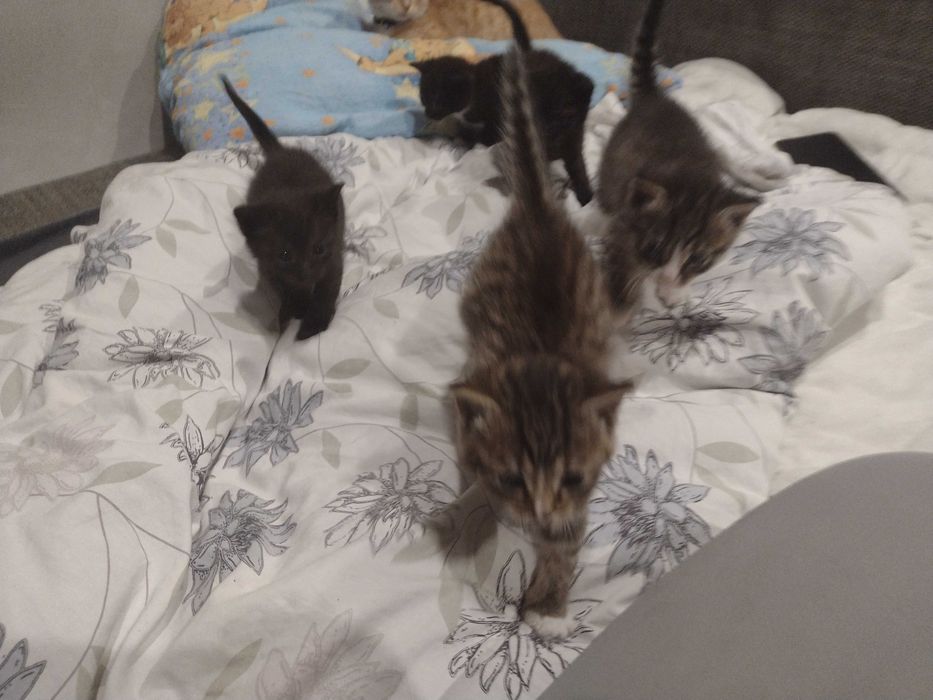 Oddam kotki w dobre ręce