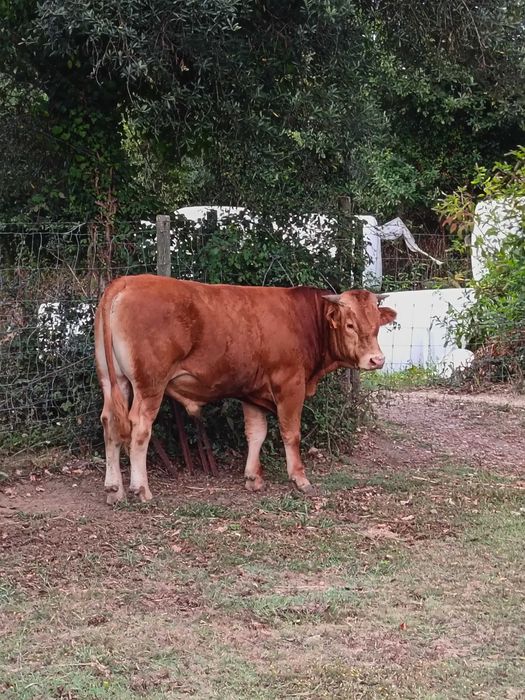 Vende-se touros.