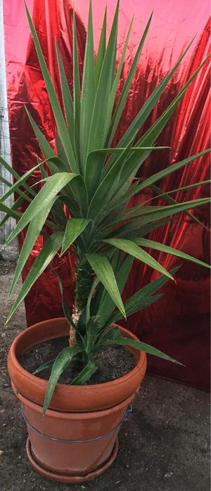 Plantas diversas de exterior
