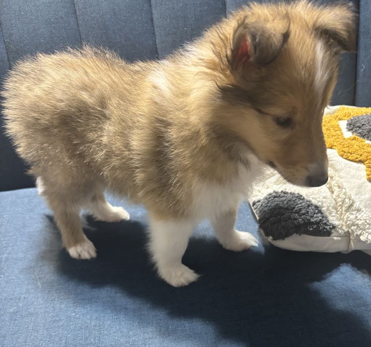 Owczarek Szkocki Collie Samiec