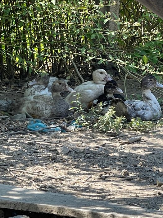 Patos criados na quinta