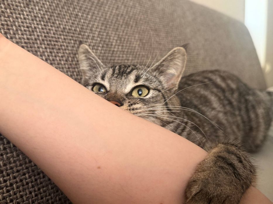 Миечка. Кошке 1,2 года