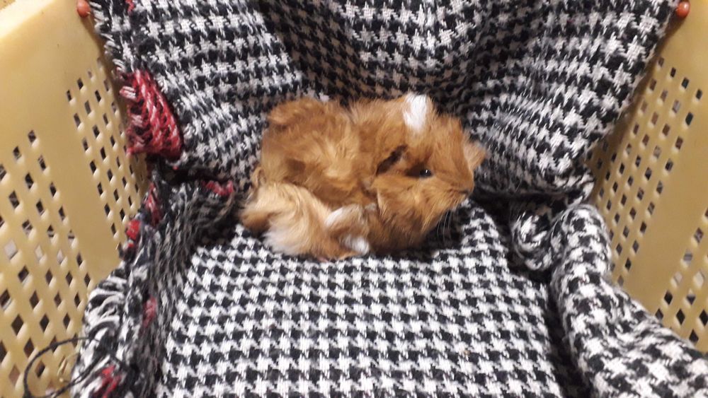 Морська свинка, розетка.