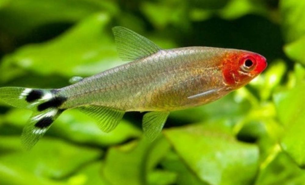 Tetra nariz de bêbado