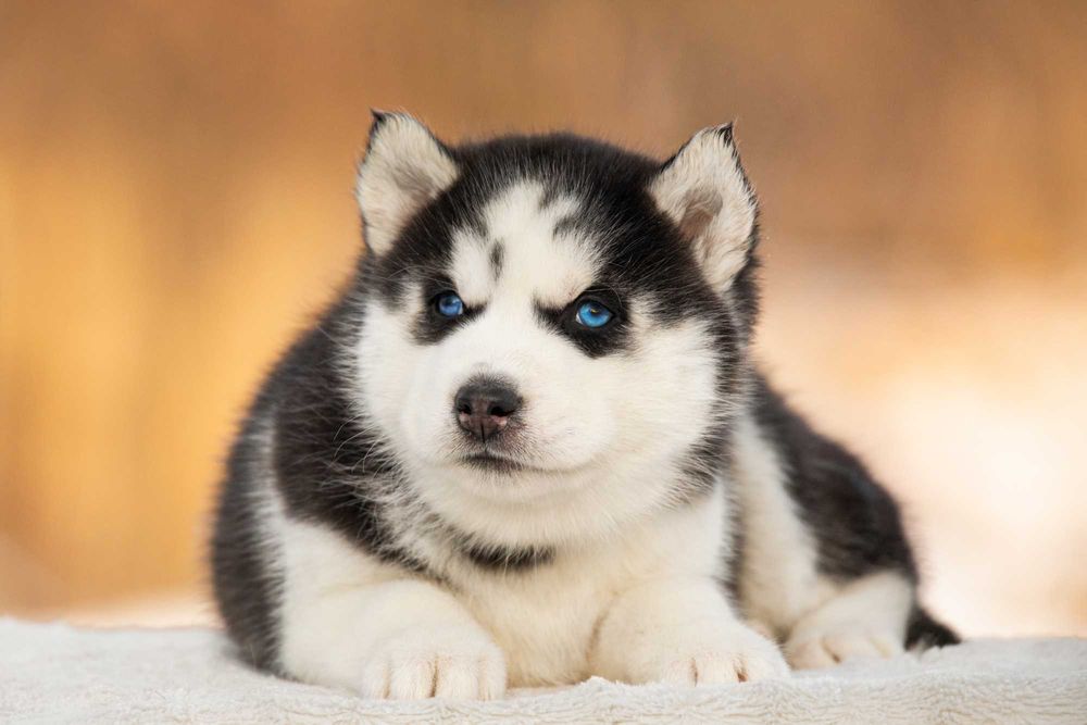 Хлопчик хаскі блакитноокий