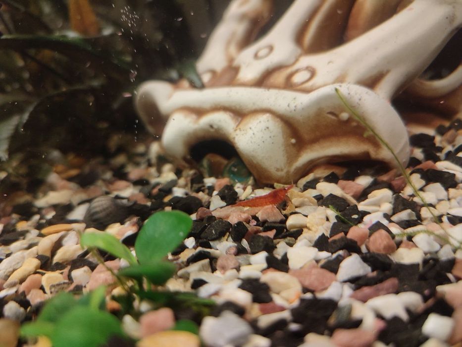 Акваріумні рибки сомікі, анцитрус вуалевий, креветки, равлики Хелена