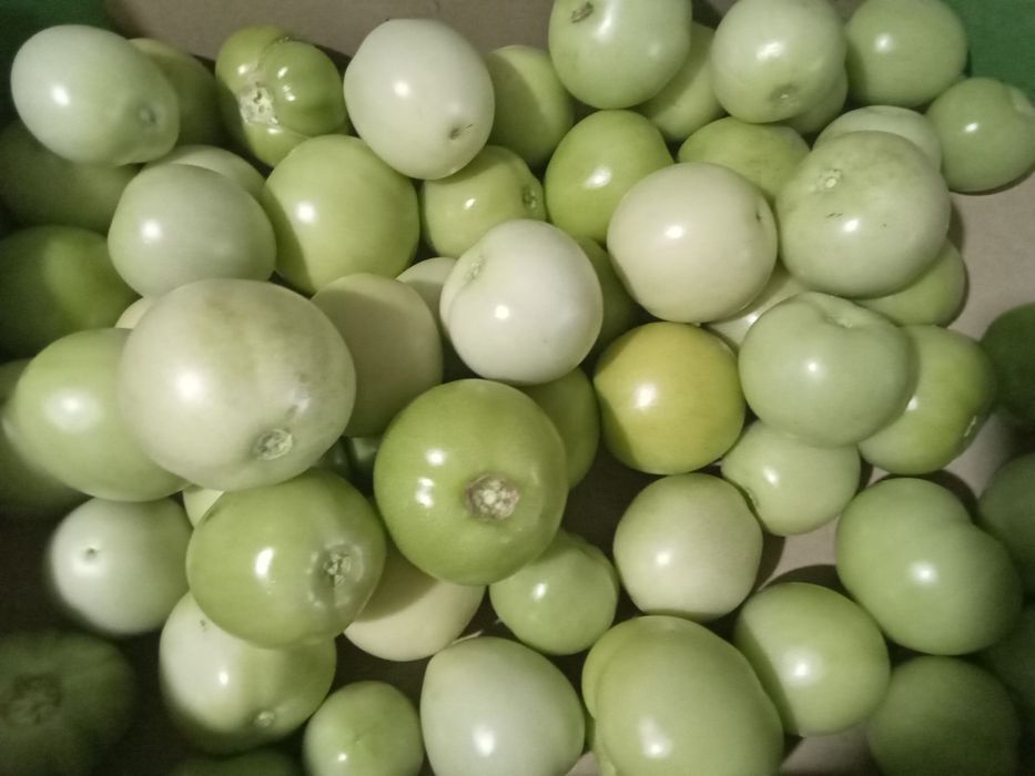 Zielony Pomidor Prosto z Krzaka 5kg