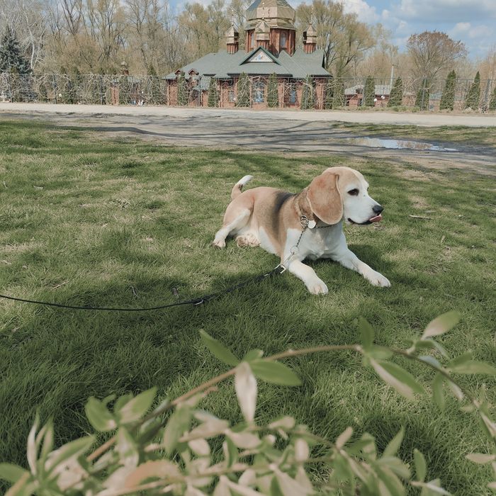 Шукаю дівчину  Бигль