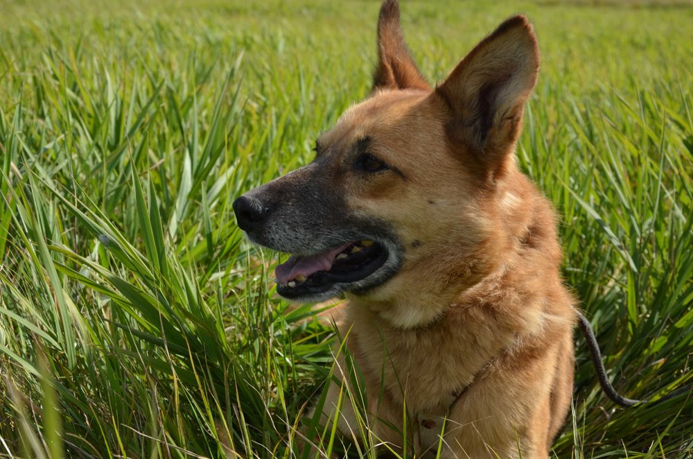 Irys wrażliwiec, który nie potrafi się zareklamować, cudowny - do  adopcji.
