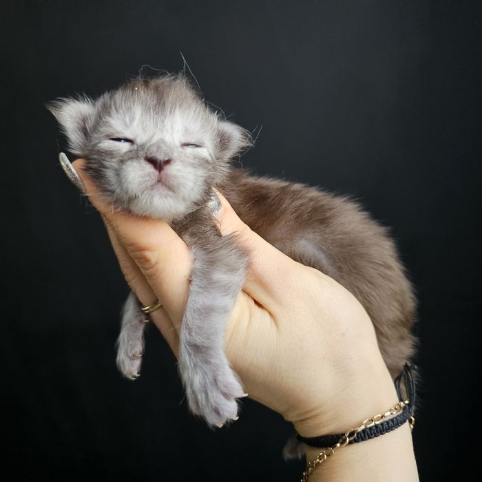 Kociaki   Maine coon rodowód Fpl