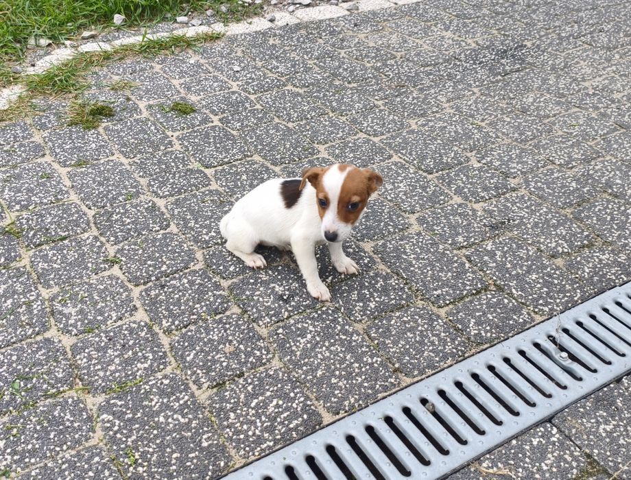 Jack Russell Terrier