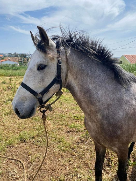 Cavalo russo ....