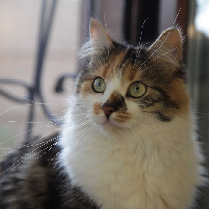 Киця чекає свою людину