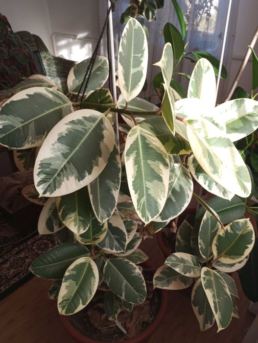 Фікус каучуконосний варієгатний