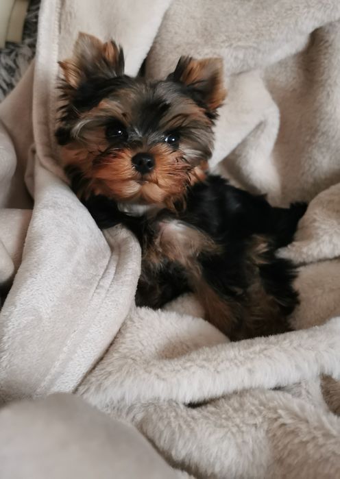Yorkshire terrier piesek szczeniak