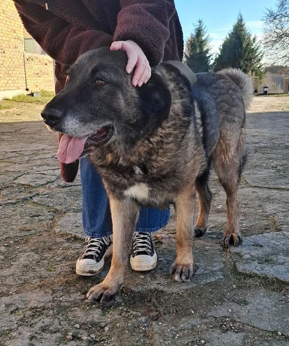 Kaukaz do adopcji