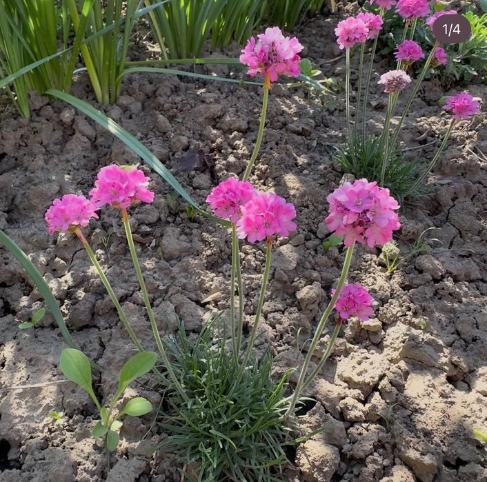 Набір багаторічних гарно квітучих рослин 5 штук+гвоздика