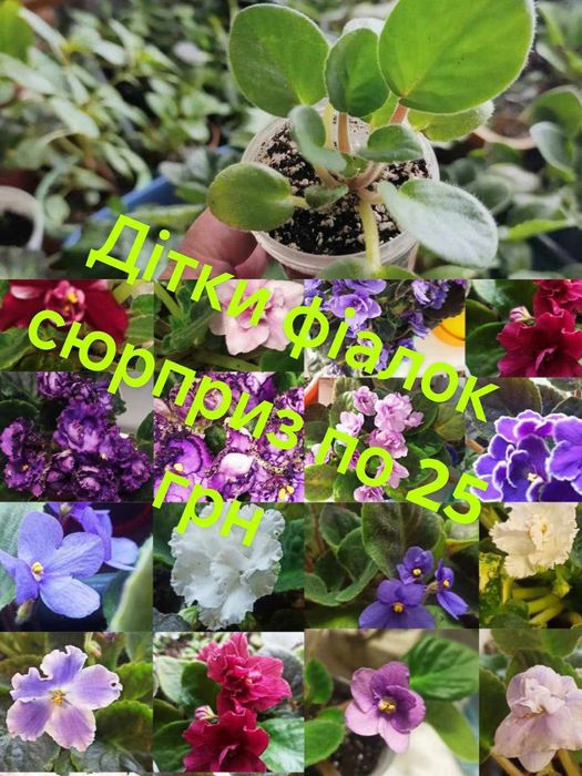 Комнатные растения