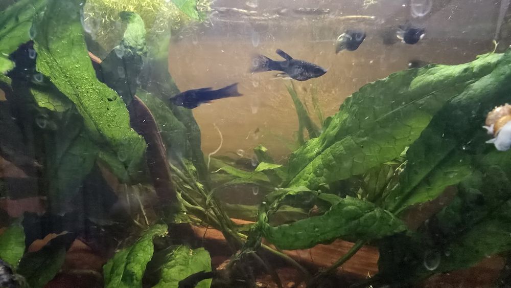 Molinezja czarna i nakrapiana. Młode rybki akwariowe. Zdrowe..