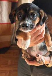 Szczeniaki do oddania