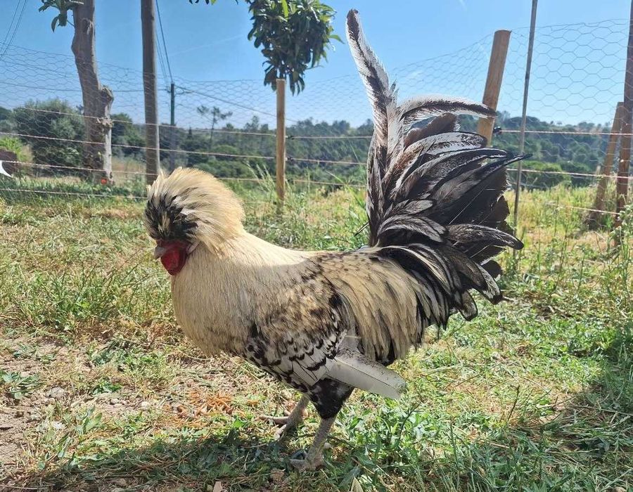 Galinha paduana (polonesa de topete)