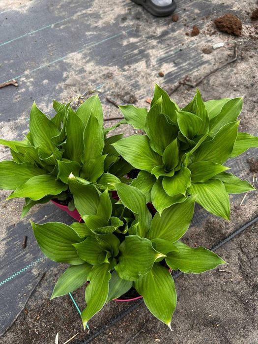 hortensja.anabelle. floks.wisteria.jeżówka