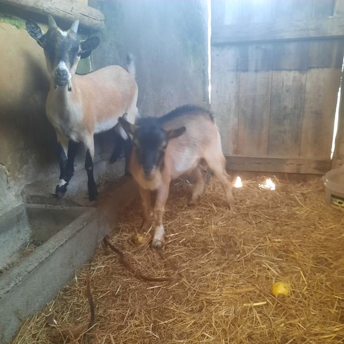 Cabrito macho anão