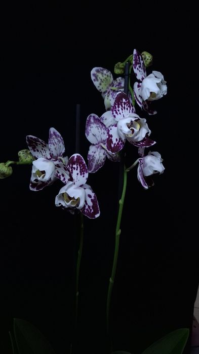 Орхідеі Маракеш пелор, метелик. Повна мутація. На дві гілки. Квітка 8с