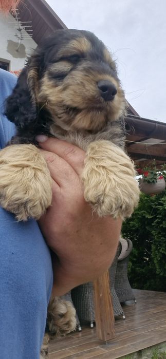 Cockapoo F1 cocer spaniel angielski  I pudel miniaturowy