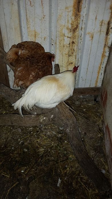 Galo grande e bonito