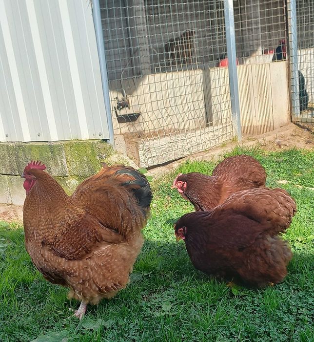 Ovos e pintos de Galinhas de Raça