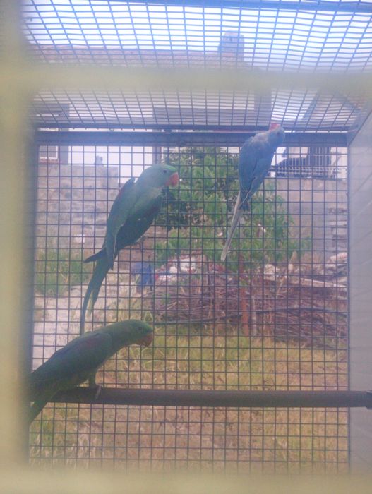 Aves domésticas criadas a mão