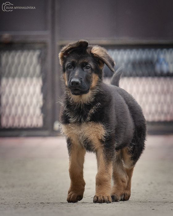 Німецька вівчарка, КСУ