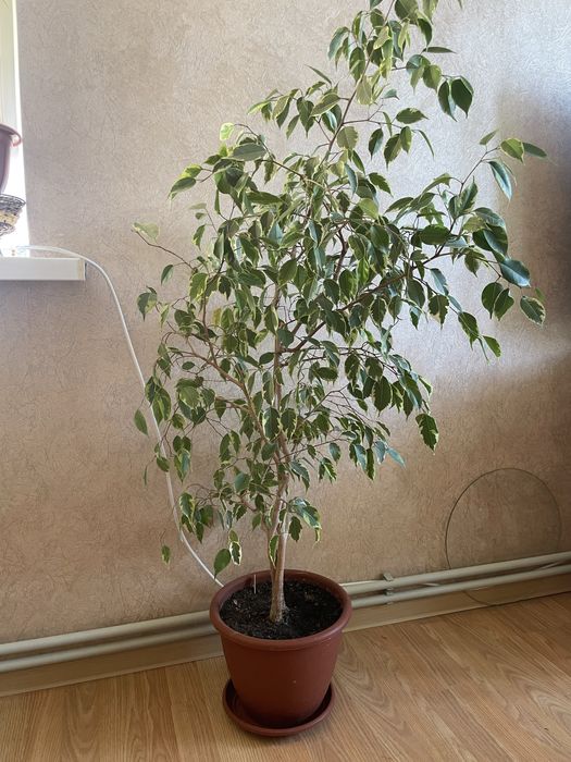 Фікус Бенджаміна