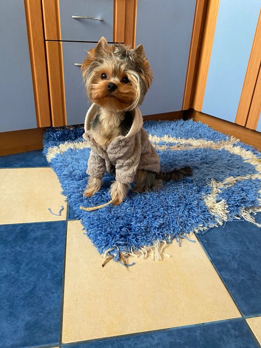 Вязка йорк (Бадді)