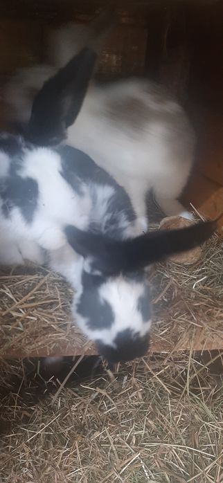 Sprzedam młode  dorosłe króliki, samice