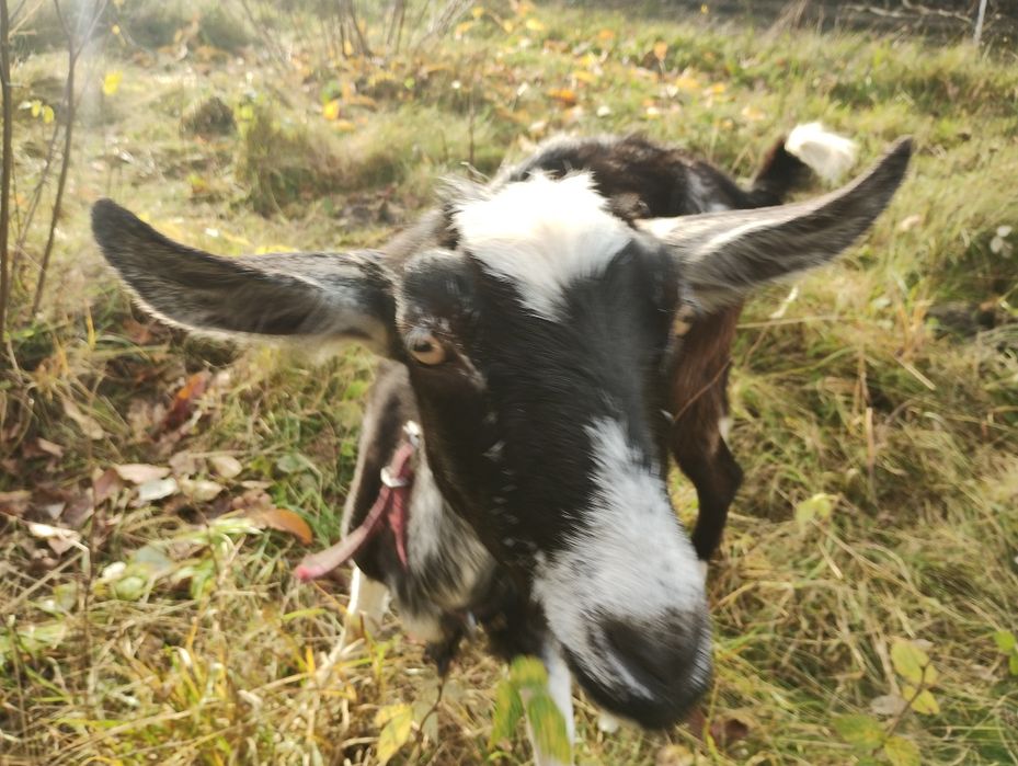 Koza mleczna 50% anglonubijska zakocona