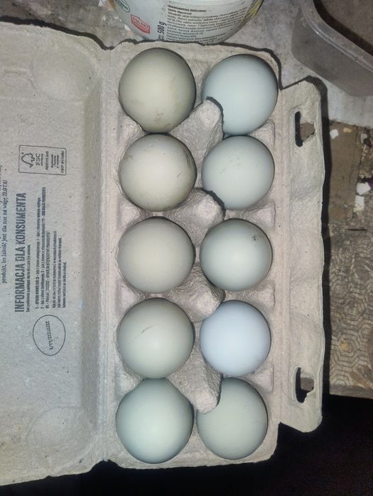 Jajka zielononóżki