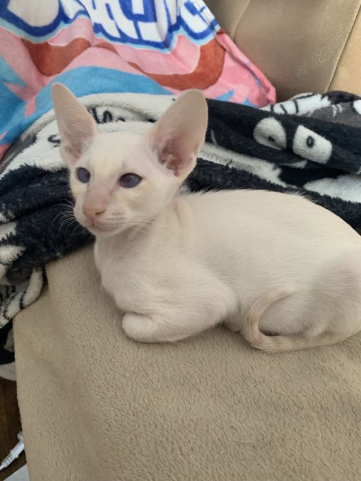 Ориентальный мальчик