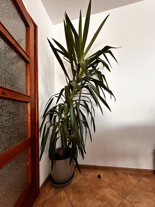 Dracena yucca kwiat