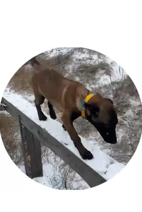 Щенки малінуа бельгійська вівчарка