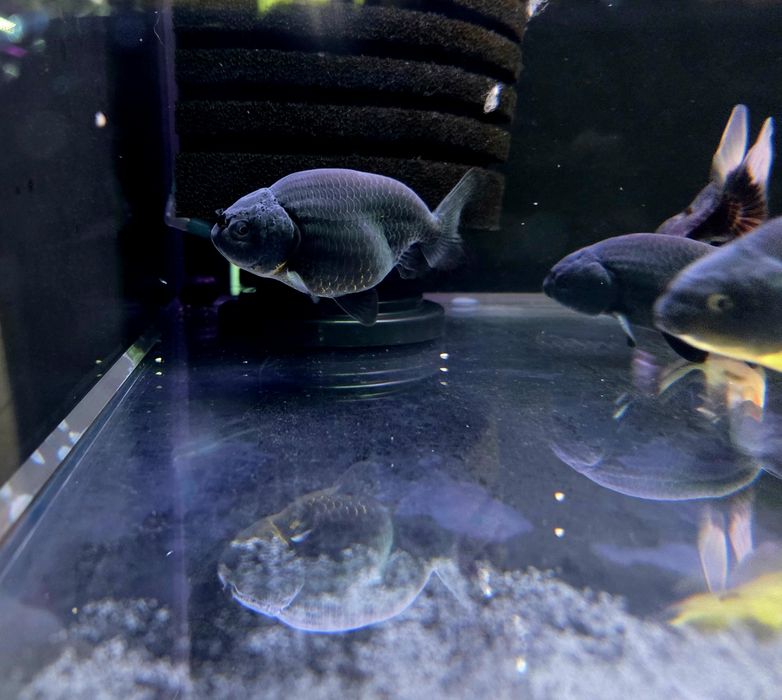 Welonka ranchu black